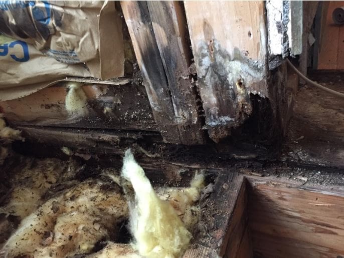 Black mold in the home