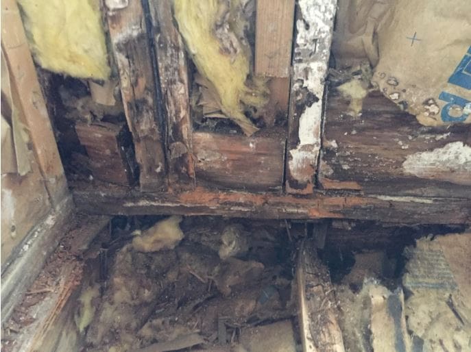 Black mold in the home 2